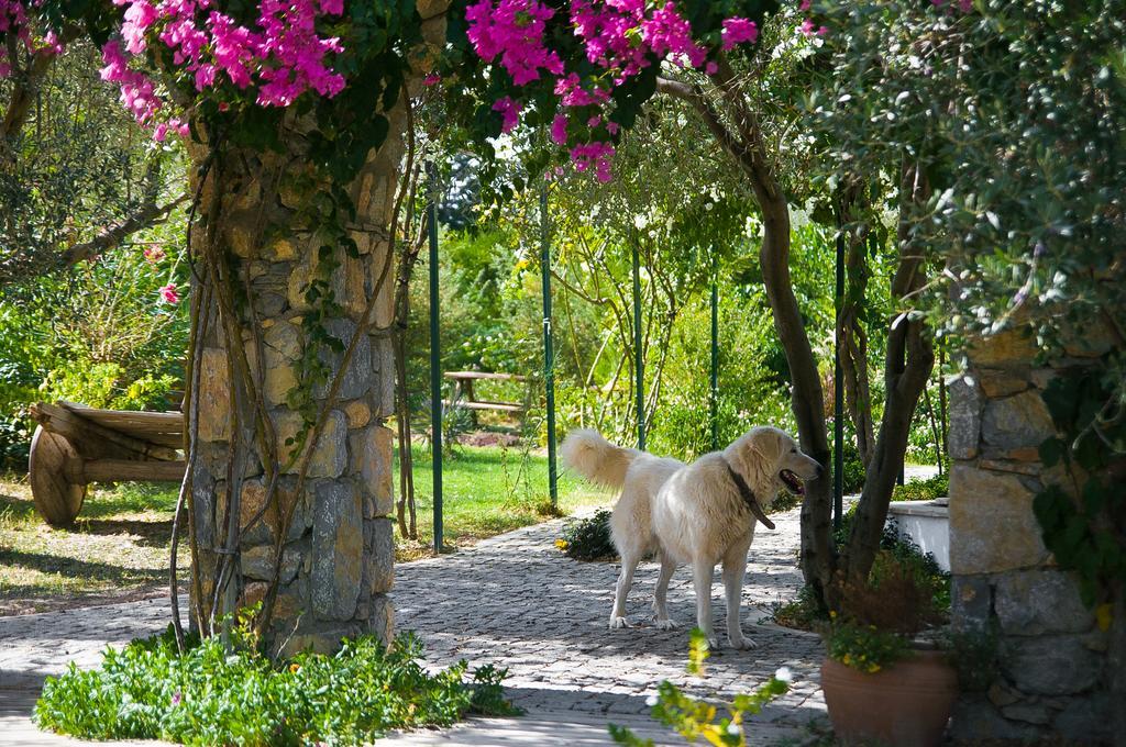 Olive Farm Of Datca Guesthouse (Adults Only) Exterior foto